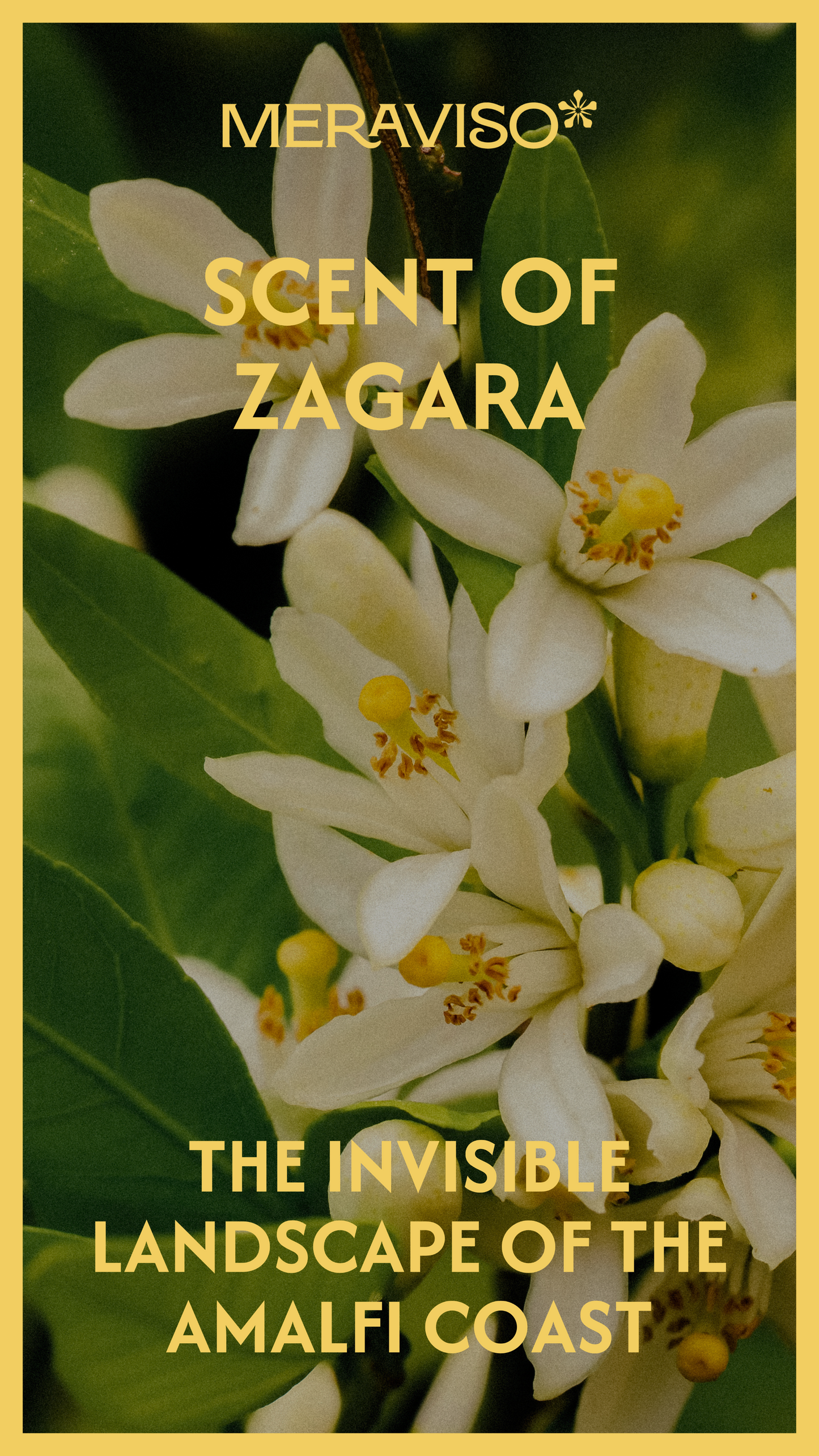 Scent of Zagara